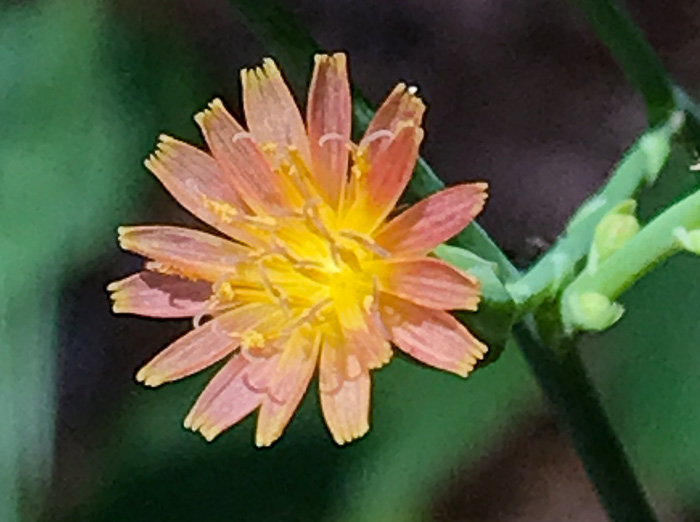 image of Lactuca hirsuta, Red Wood Lettuce, Downy Lettuce, Hairy Lettuce