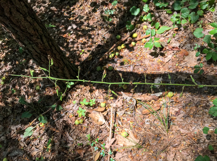 image of Lactuca hirsuta, Red Wood Lettuce, Downy Lettuce, Hairy Lettuce