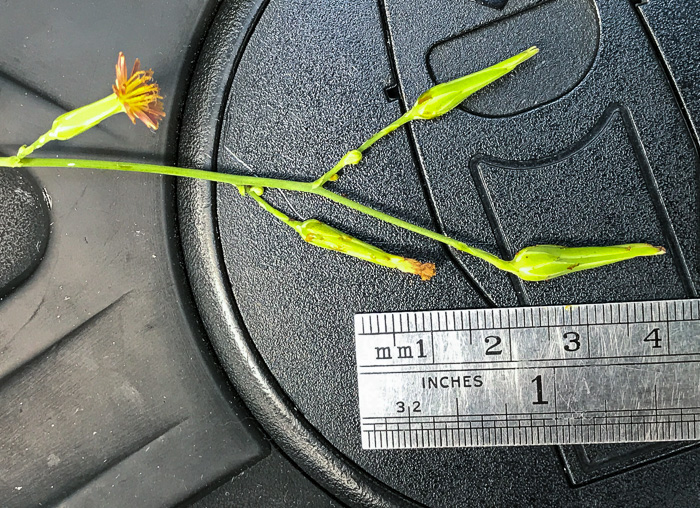 image of Lactuca hirsuta, Red Wood Lettuce, Downy Lettuce, Hairy Lettuce