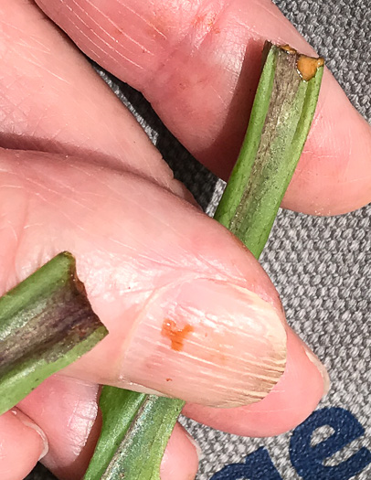 image of Lactuca hirsuta, Red Wood Lettuce, Downy Lettuce, Hairy Lettuce