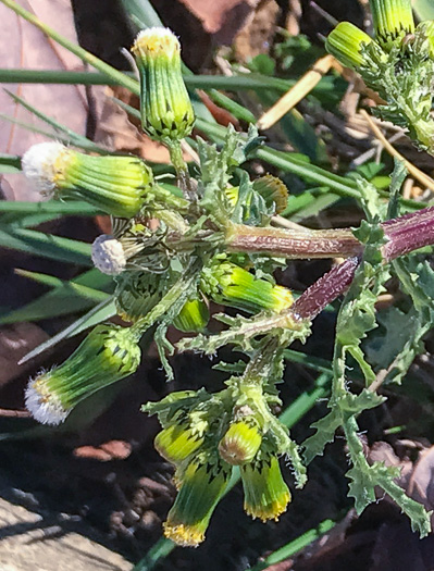 image of Senecio vulgaris, Groundsel