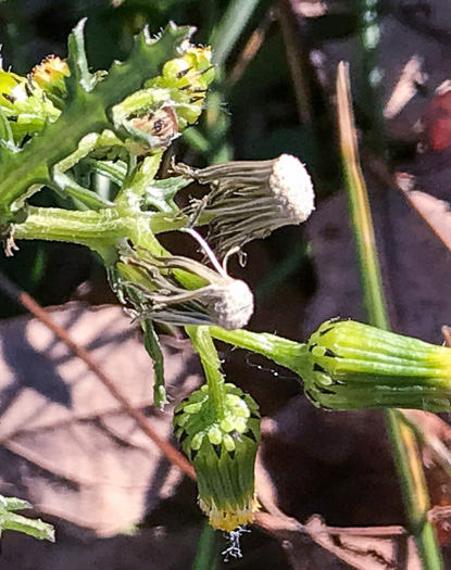 image of Senecio vulgaris, Groundsel