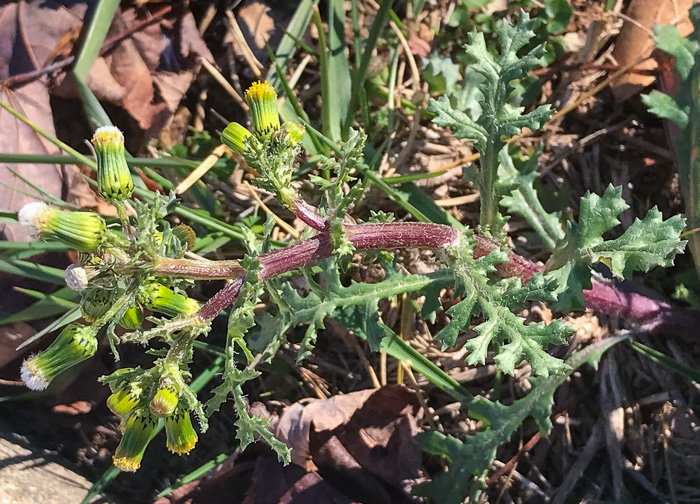 image of Senecio vulgaris, Groundsel
