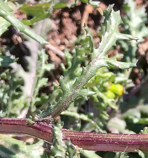image of Senecio vulgaris, Groundsel