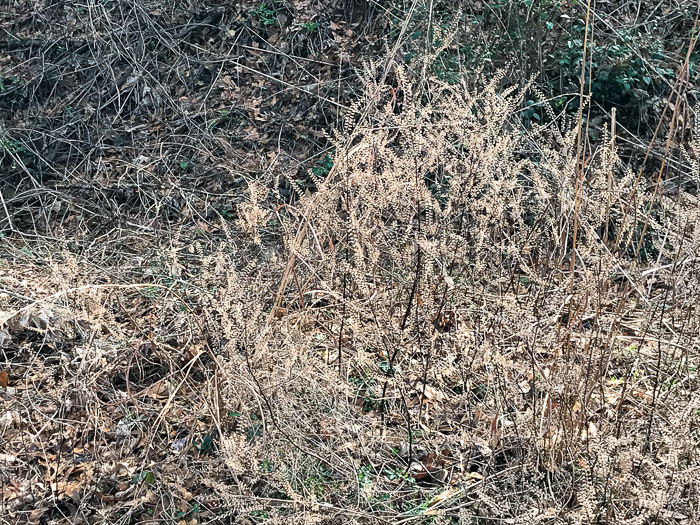 image of Perilla frutescens, Beefsteak-plant, Perilla