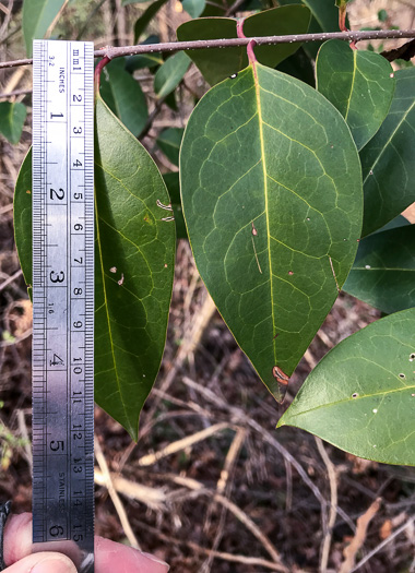 image of Ligustrum lucidum, Glossy Privet, Broadleaf Privet