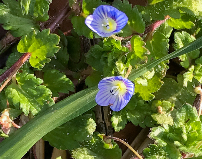 image of Veronica persica, Bird's-eye Speedwell