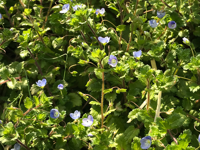 image of Veronica persica, Bird's-eye Speedwell