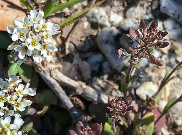 image of Abdra brachycarpa, Shortpod Draba, Short-fruited Draba