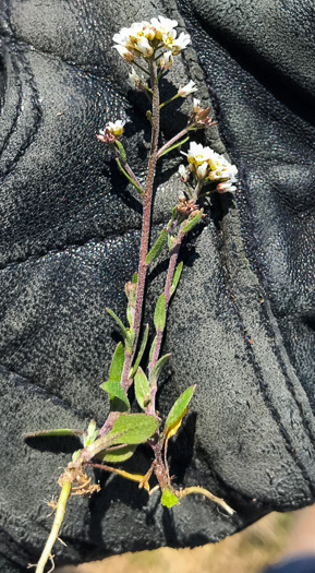 image of Abdra brachycarpa, Shortpod Draba, Short-fruited Draba