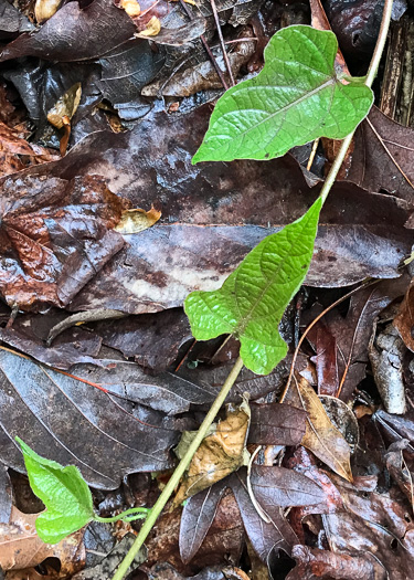 image of Ipomoea lacunosa, Small White Morning Glory, Small-flowered Morning Glory, Whitestar