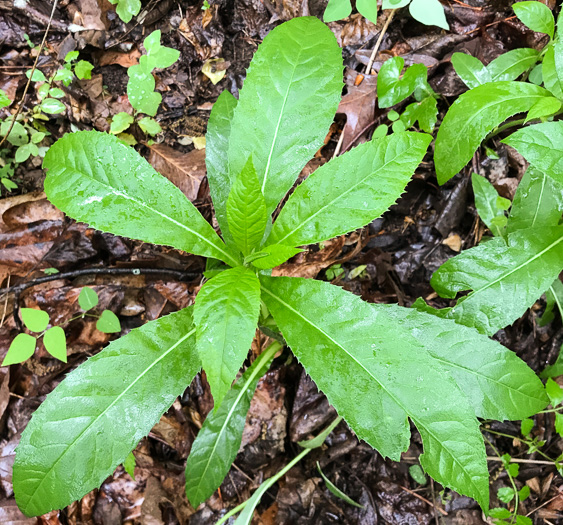 image of Erechtites hieraciifolius, Fireweed, American Burnweed, Pilewort
