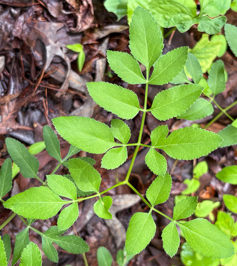 image of Angelica venenosa, Hairy Angelica, Downy Angelica, Deadly Angelica, Woodland Angelica