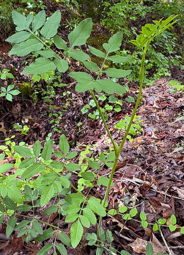 image of Angelica venenosa, Hairy Angelica, Downy Angelica, Deadly Angelica, Woodland Angelica