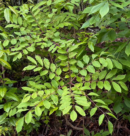 image of Toxicodendron vernix, Poison Sumac, Thunderwood