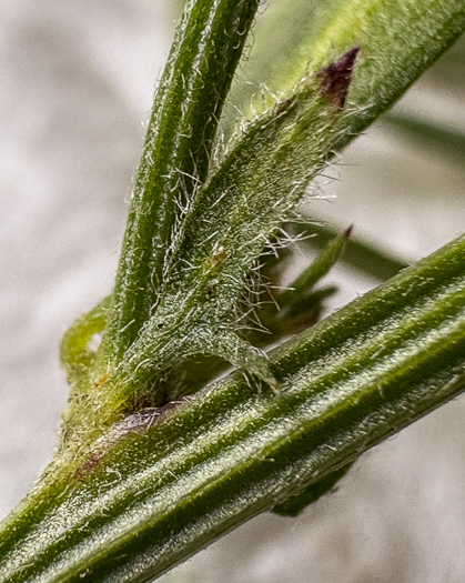 image of Vicia villosa ssp. varia, Smooth Vetch, Winter Vetch
