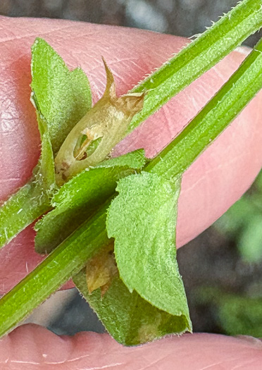 image of Triodanis perfoliata, Clasping Venus's Looking-glass