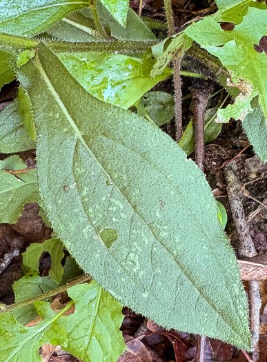 image of Rudbeckia hirta var. hirta, Woodland Black-eyed Susan