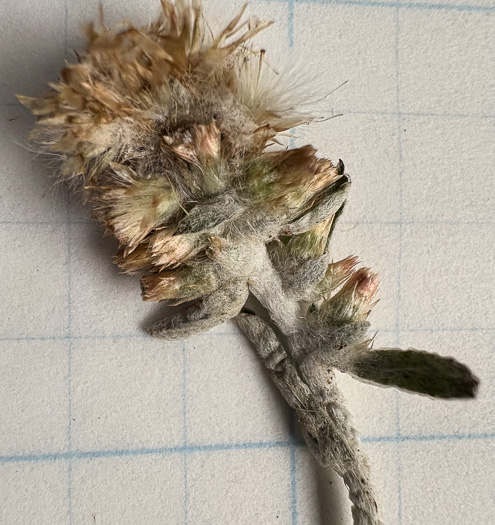 image of Gamochaeta antillana, Narrowleaf Cudweed, Caribbean Everlasting, Delicate Everlasting