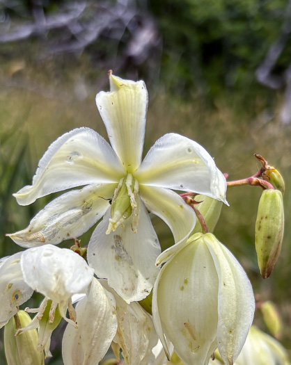 image of Yucca filamentosa, Beargrass, Spoonleaf Yucca, Curlyleaf Yucca
