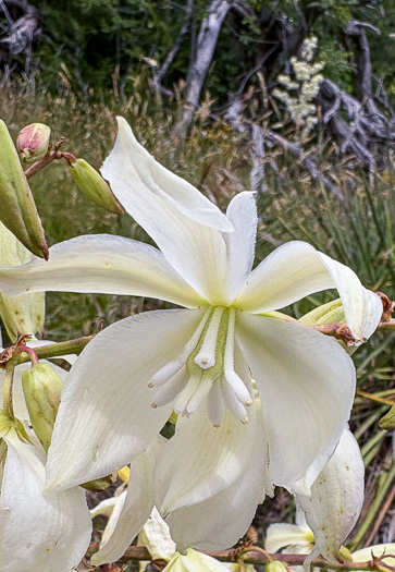 image of Yucca filamentosa, Beargrass, Spoonleaf Yucca, Curlyleaf Yucca