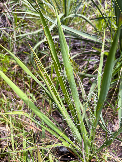 image of Yucca filamentosa, Beargrass, Spoonleaf Yucca, Curlyleaf Yucca