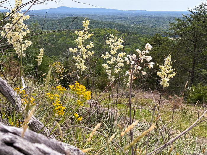 image of Yucca filamentosa, Beargrass, Spoonleaf Yucca, Curlyleaf Yucca