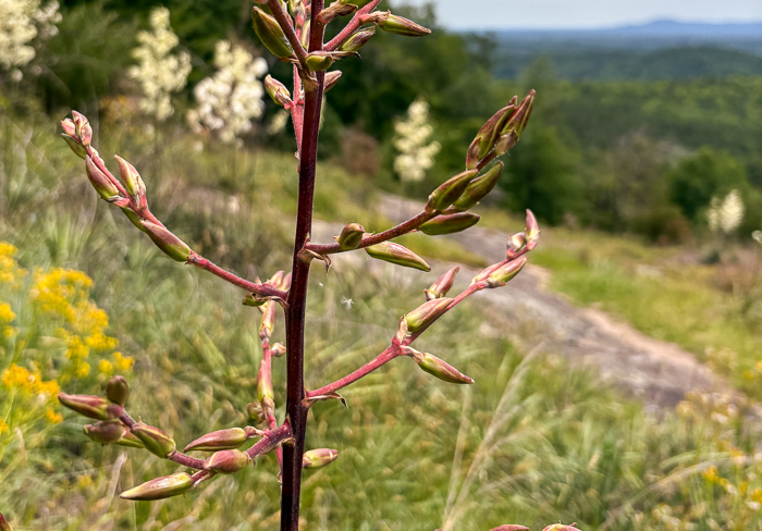 image of Yucca filamentosa, Beargrass, Spoonleaf Yucca, Curlyleaf Yucca