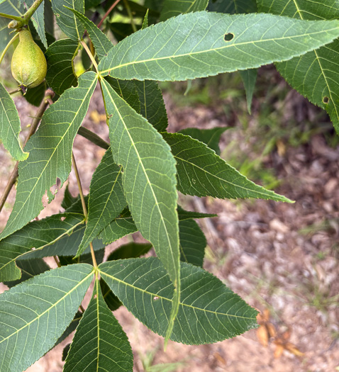 image of Carya glabra, Pignut Hickory