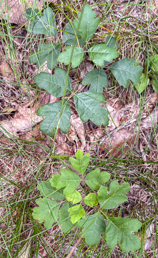 image of Toxicodendron pubescens, Poison Oak, Southeastern Poison Oak