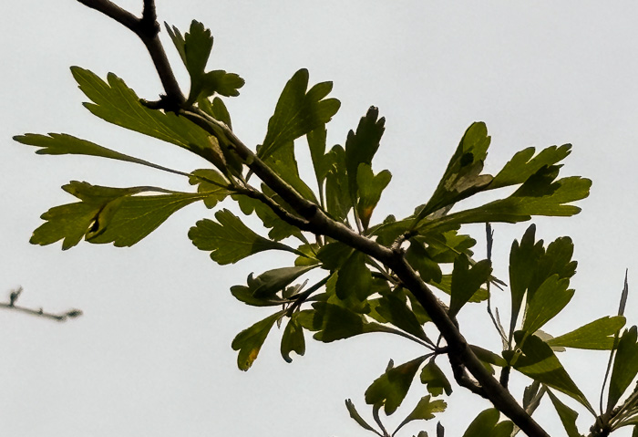 image of Crataegus spathulata, Littlehip Hawthorn, Spatulate Haw