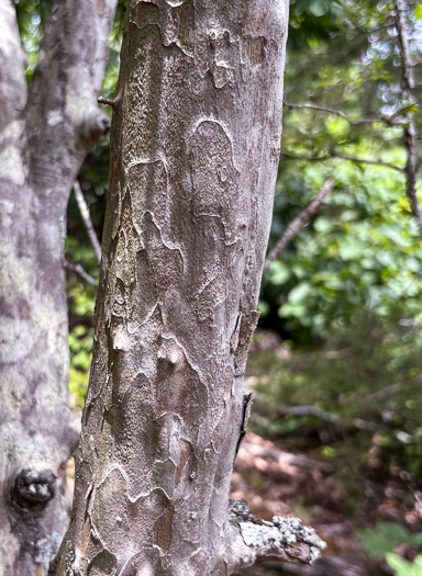 image of Crataegus spathulata, Littlehip Hawthorn, Spatulate Haw