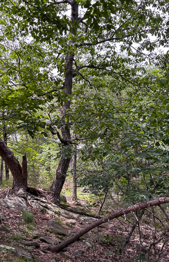 image of Quercus montana, Rock Chestnut Oak, Mountain Oak, Tanbark Oak