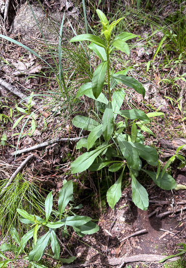 image of Solidago erecta, Slender Goldenrod, Erect Goldenrod