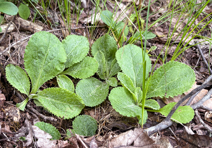 image of Packera obovata, Roundleaf Ragwort, Roundleaf Groundsel, Spatulate-leaved Ragwort, Running Ragwort
