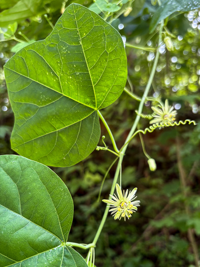 image of Passiflora lutea, Yellow Passionflower, Little Passionflower
