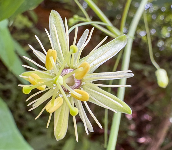 image of Passiflora lutea, Yellow Passionflower, Little Passionflower