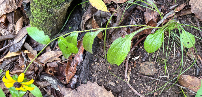 image of Rudbeckia hirta var. hirta, Woodland Black-eyed Susan