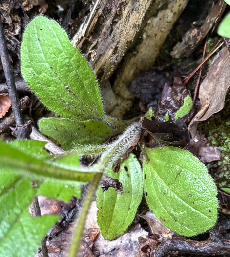 image of Rudbeckia hirta var. hirta, Woodland Black-eyed Susan