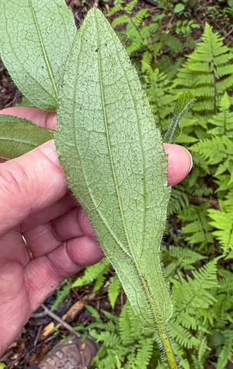 image of Rudbeckia hirta var. hirta, Woodland Black-eyed Susan