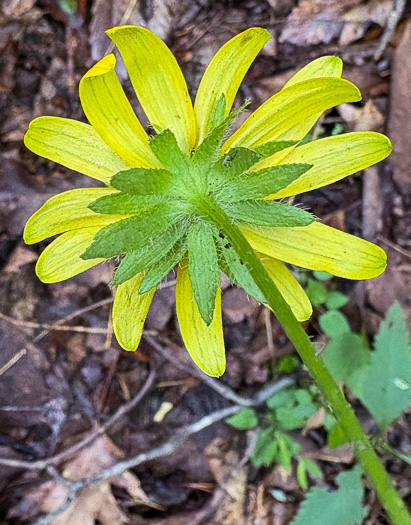 image of Rudbeckia hirta var. hirta, Woodland Black-eyed Susan