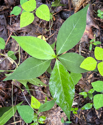 image of Persicaria virginiana, Virginia Jumpseed