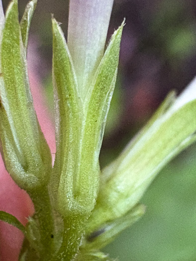 sepals