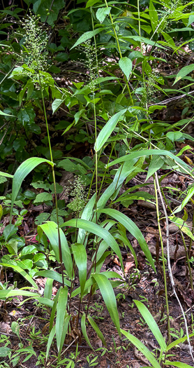 image of Dichanthelium polyanthes, Many-flowered Witchgrass, Small-fruited Witchgrass, Roundseed Witchgrass