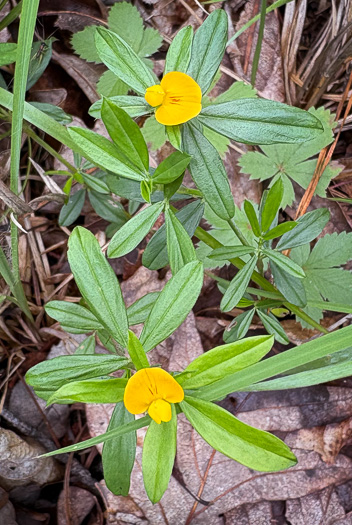 image of Stylosanthes biflora, Pencil-flower, Sidebeak Pencil-flower