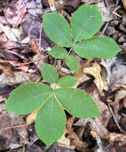 image of Carya tomentosa, Mockernut Hickory, White Hickory