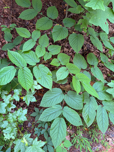 image of Aralia racemosa, Spikenard, Hungry-root