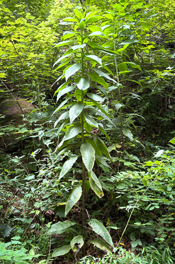 image of Lactuca floridana, Woodland Lettuce