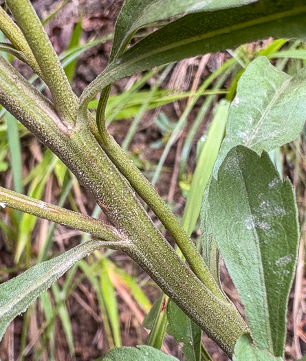 image of Solidago nemoralis, Eastern Gray Goldenrod