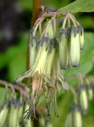 image of Nabalus roanensis, Roan Mountain Rattlesnake-root, Appalachian Rattlesnake-root